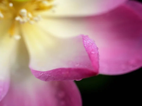 Petali Loto Rosa Gocce Rugiada Macro Close Fotografia Catturare Bellezza — Foto Stock