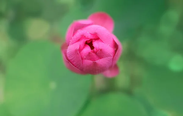 池のピンクの蓮の花は 上記からの眺め 水面の上に立ち 朝に咲く — ストック写真