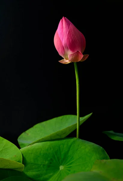 Покриття Квітучої Рожевої Квіткової Бутони Lotus Листки Lotus Фотографія Чорному — стокове фото