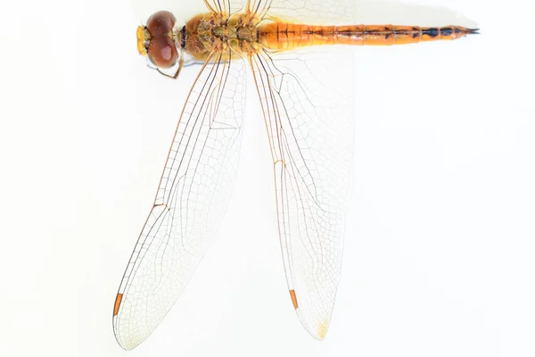 Dragonfly Left Hindwing Forewing Pattern Body Close Macro White Background — Stock Photo, Image