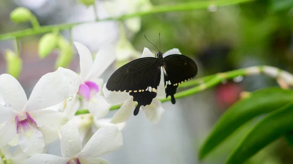 美丽的蝴蝶坐在花园里的兰花枝上 一只雄性普通的摩门教蝴蝶展现了它华丽的黑白斑纹翅膀 — 图库照片