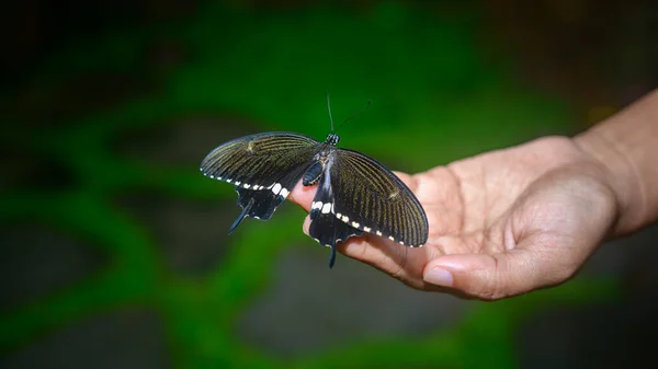 Uma Borboleta Senta Mão Uma Mulher Perto Conceito Fragilidade Harmonia — Fotografia de Stock