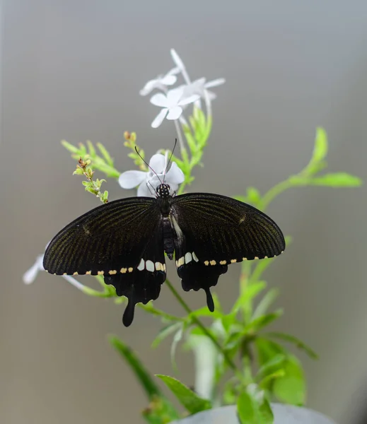 雄性普通的摩门教蝴蝶坐在一束白花的特写照片上 美丽的黑色燕尾蝶及其翼展 — 图库照片