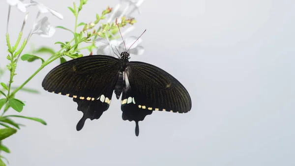 普通的雄性摩门教蝴蝶在白色背景下的特写照片 美丽的黑色蝴蝶 翅膀上有一系列白色的边缘斑点 — 图库照片