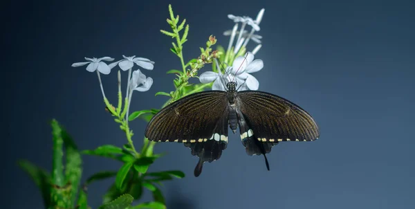 美丽的黑色蝴蝶坐在一束白花上 一只普通的雄性摩门教蝴蝶的翅膀上显示出它华丽的图案 — 图库照片