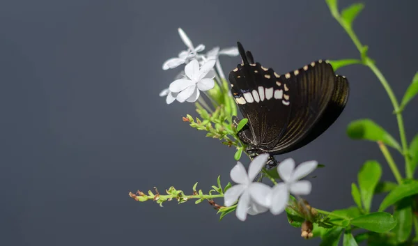 美丽的黑色蝴蝶坐在一束白色的花朵上 侧视着近景 一只普通的雄性摩门教蝴蝶的翅膀上显示出它华丽的图案 — 图库照片