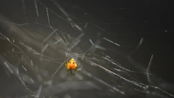 Small Yellowish Orange Spider Spider Web Macro Photograph — Stock Photo, Image