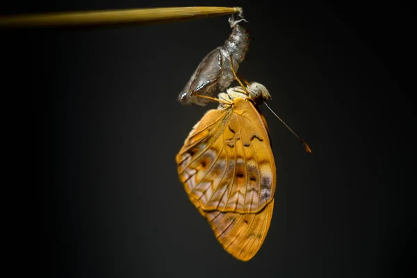 普通的豹蝴蝶挂在空旷而坚硬的菊花外壳上 在黑暗的背景下与宏观照片隔离 蜕变完成后的新开端 — 图库照片