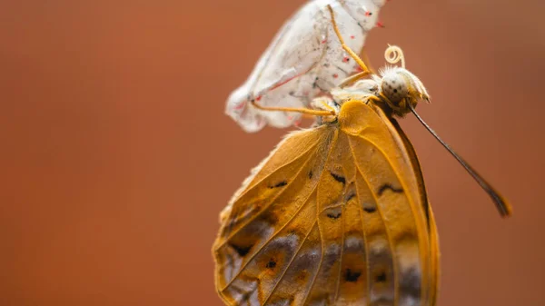 普通的豹蝴蝶在蜕变完成后出现 一只美丽的蝴蝶挂在空荡荡的菊花箱上 这是一张特写的宏观照片 — 图库照片