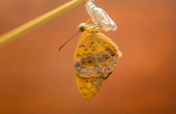 普通的豹蝴蝶在蜕变完成后出现 一只美丽的蝴蝶挂在空荡荡的菊花箱上 这是一张特写的宏观照片 — 图库照片