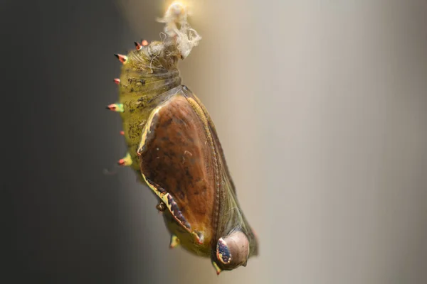 Pupa Bühne Lebenszyklus Eines Schmetterlings Spotted Rustikal Durchläuft Eine Vollständige — Stockfoto