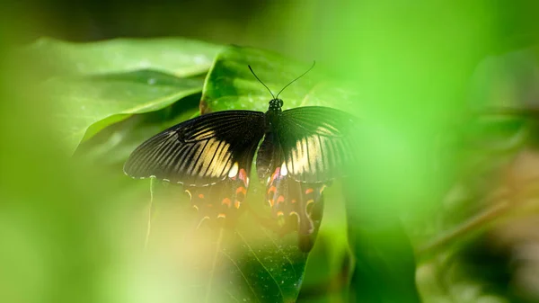 Mujer Común Sentadas Mariposa Mormona Hoja Verde Fotografiando Través Las — Foto de Stock