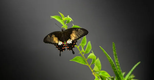 Hermosa Mariposa Cola Golondrina Cierra Fotografía Sobre Fondo Oscuro Mujer —  Fotos de Stock