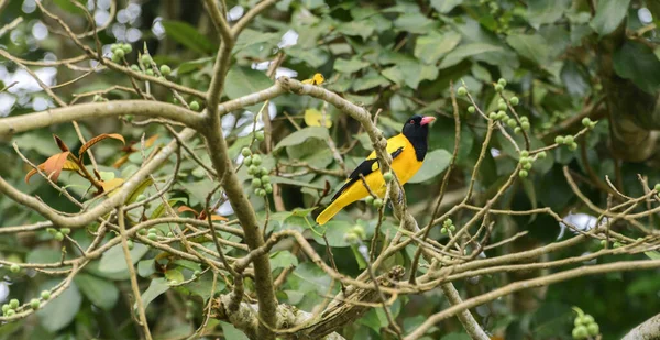 Oriole Capuchon Noir Perché Sur Une Branche Banyan Pour Manger — Photo