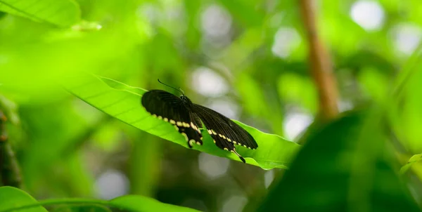 美丽的普通摩门教蝴蝶栖息在花园里的芒果叶上 — 图库照片