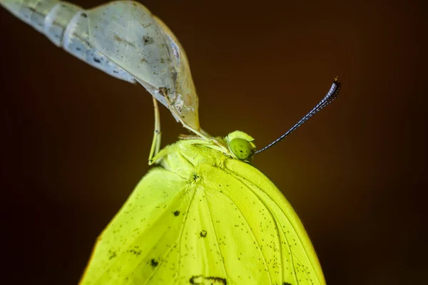 Běžný Žlutý Motýl Vynořil Krajně Detailní Makro Fotografie Kokonu Housenka — Stock fotografie