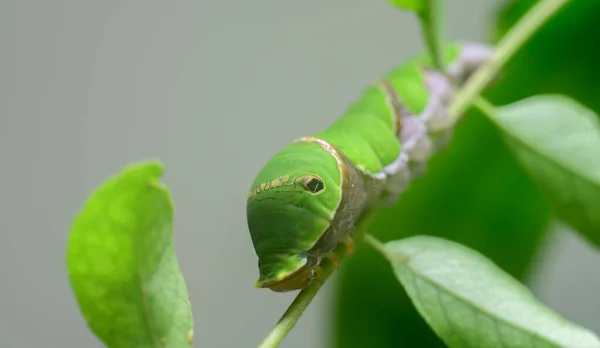 常见的摩门教徒幼虫特写宏观照片 吃它最喜欢吃的咖哩叶子 在蜕变的下一个蛹阶段长得很快 — 图库照片