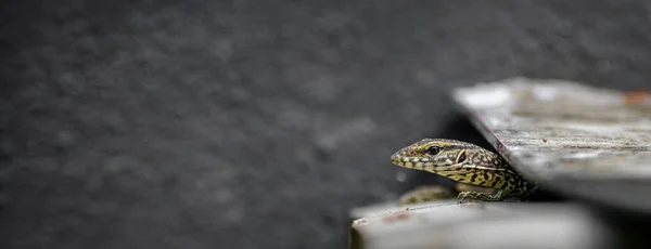 Monitor Bengala Juvenil Con Patrón Barras Cruzadas Oscuras Cuello Cabeza — Foto de Stock