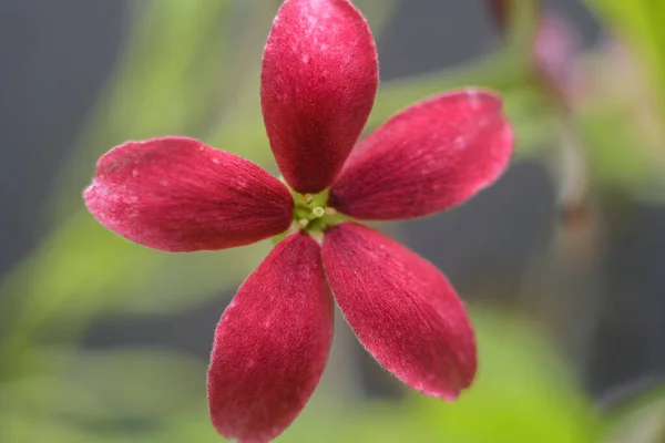 Ползучий Цветок Рангуна Крупным Планом Красивые Розовые Цветы Домашнем Саду — стоковое фото
