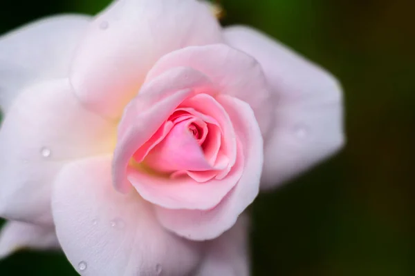 아름다운 가까이 매크로 매력의 개념입니다 부드럽게 빛나는 과맞춘다 장미꽃 꽃잎에 — 스톡 사진