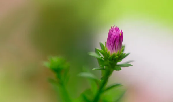 Kasımpatı Çiçeği Yaklaşır Sabah Yumuşak Doğal Işık — Stok fotoğraf