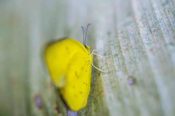 叶上的一斑草黄蝴蝶 特写宏观照片 — 图库照片
