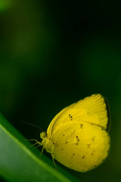 一斑草黄蝴蝶在叶子上的特写宏观照片 美丽的晨光照射在蝴蝶翅膀的侧面 — 图库照片