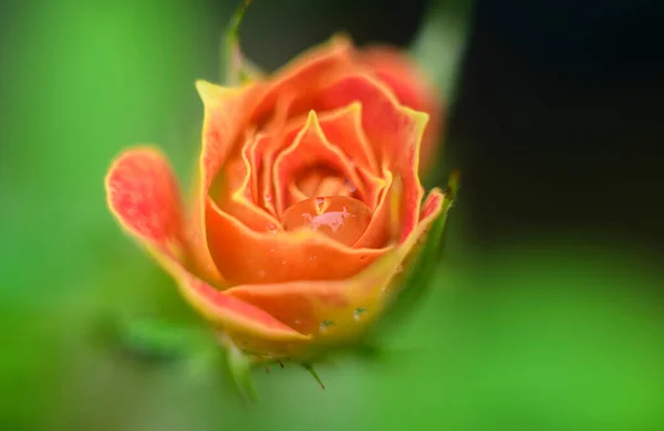 Capullo Rosa Naranja Sobre Vista Cerca Suave Efecto Resplandeciente Alrededor —  Fotos de Stock