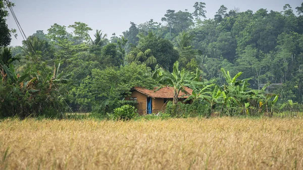 Çeltik tarlasının yakınındaki ıssız küçük ev yemyeşil yemyeşil ile çevrili. Sri Lanka 'daki kırsal köy ve yoksulluk kavramı.