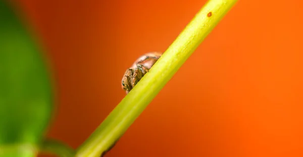 Egy Kis Pók Mászik Egy Ágon Közelkép Makró — Stock Fotó