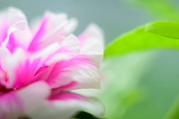 Soft Petalo Rosa Modello Close Foto — Foto Stock