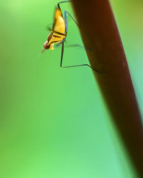Malá Žlutá Moucha Hmyz Zblízka Krása Makropřírody — Stock fotografie