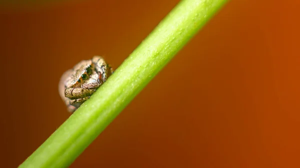 Hoppande Spindel Stirrar Kameran Isolerad Spindel Vilar Stam Mot Ljus — Stockfoto