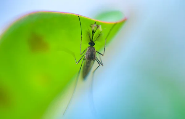 Mosquito Macho Pendura Sob Sombra Uma Folha Verde Durante Dia — Fotografia de Stock