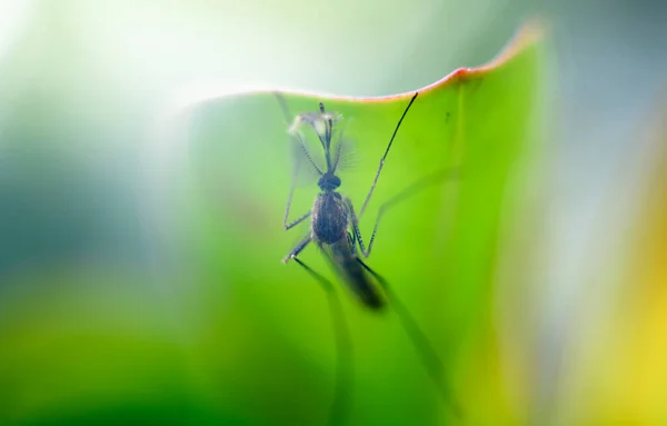 Mosquito Macho Pendura Sob Sombra Uma Folha Verde Durante Dia — Fotografia de Stock