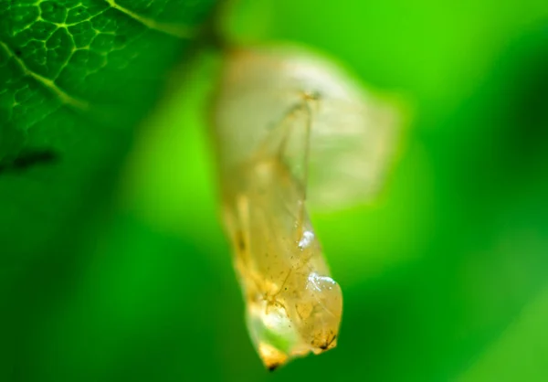 Casulo Borboleta Vazio Close Macrofotografia Larvas Transformam Bela Borboleta Deixa — Fotografia de Stock