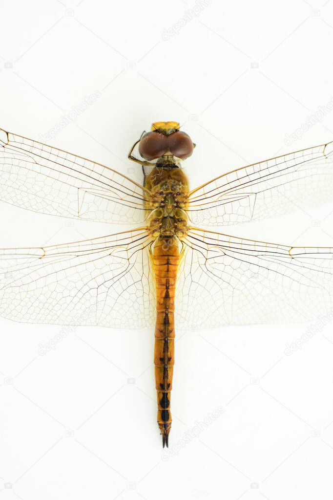 Isolated Dragonfly in a white background, close-up macro shot, view from above.