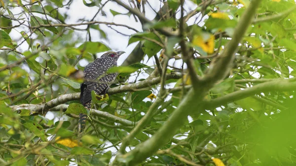 ガジュマルの木の枝の葉で発見されたアジアのコールの女性の鳥 水溜りの美しい模様と後ろからの赤い目の鳥の眺め — ストック写真