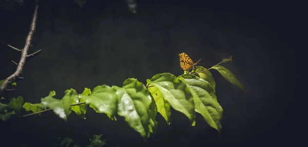 Gemeenschappelijke Luipaard Vlinder Neergestreken Ramontchi Boom Bladeren — Stockfoto