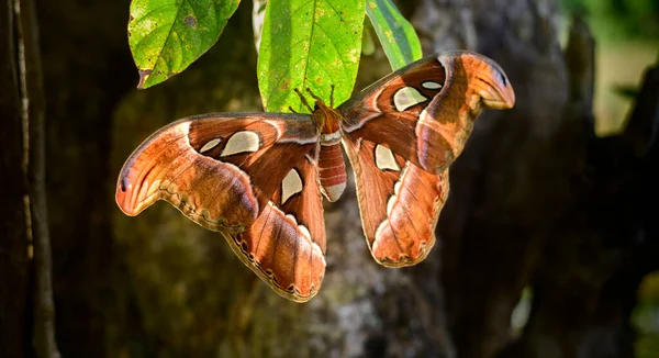美丽的阿特拉斯蛾挂在叶子上 大翅膀上的蛇头状图案有助于击退掠食者 — 图库照片