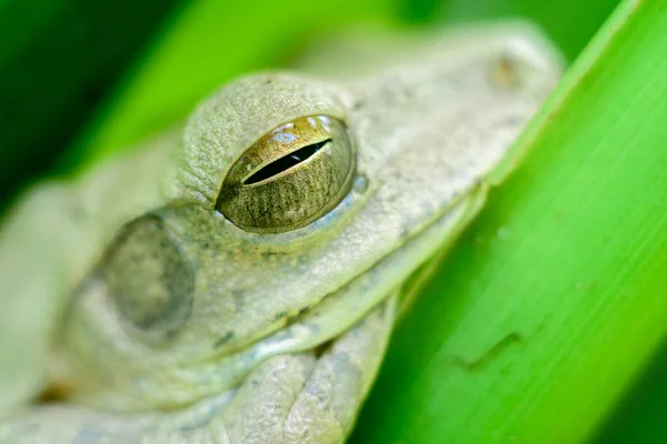 緑の葉の上に休息している一般的なインドの木のカエルマクロ写真を閉じて 日中は休息状態で木のカエルと目がわずかに開いています — ストック写真