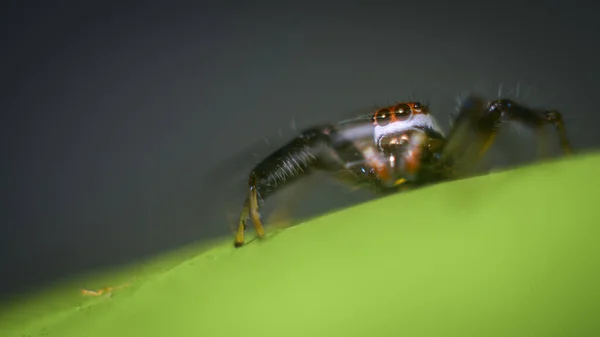 Rörelsen Den Lilla Hoppande Spindeln Ett Löv Skönheten Macro Världsfotografi — Stockfoto