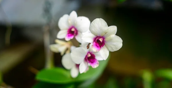 Фаленопсис Орхидея Цветок Ветви Закрыть Подробную Фотографию Мягком Природном Фоне — стоковое фото