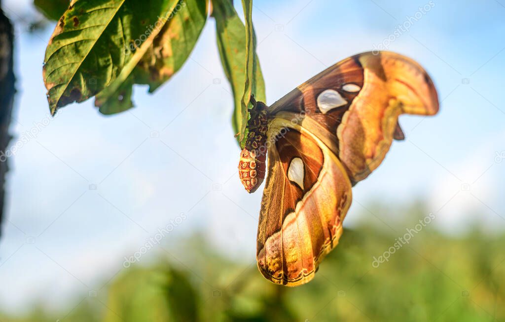 Atlas moth hangs in leaf close up side view, snake head like pattern in the large wings help to repel predators.