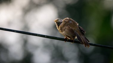 Sarı gagalı geveze kuş sabah telin üzerinde güneşleniyor, tüylerini kabartıyor. Yumuşak bir arka plan, Sri Lanka 'ya özgü güzel bir kuş..