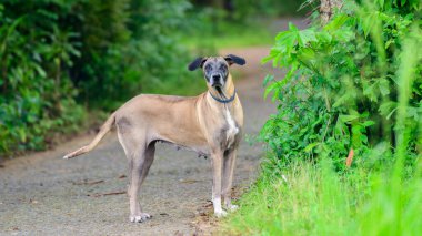Caddelerdeki yaşlı, sırtı kırık dişi köpek.