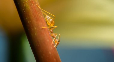 Weaver karınca yakın çekim makro çekim, bir çiçek sapından aşağı iniyor. Yumuşak bokeh arkaplanı.