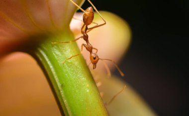 Weaver karınca yakın çekim makro çekim, bir anturyum çiçek sapından aşağı iniyor.