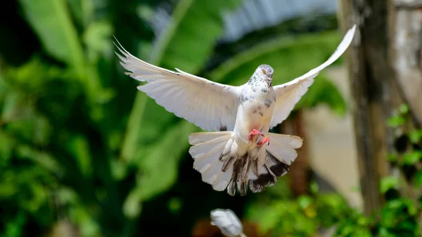 Beautiful White Pigeon Flight Landing Photo Spread Wings Close —  Fotos de Stock