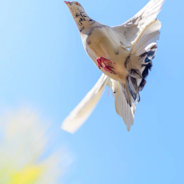 Fehér Galamb Repülés Közben Alulról Nézve — Stock Fotó